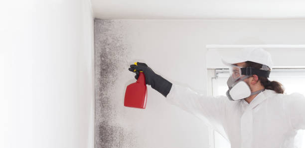 Best Attic Mold Removal  in Slayton, MN
